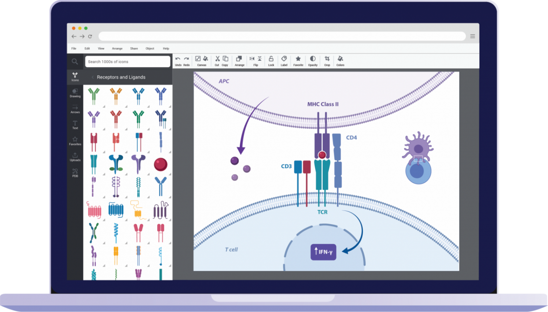 Stylized picture of a laptop with the BioRender application open and being used to depict an interaction between a T-cell and antigen-presenting cell.